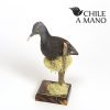 Aves chilenas talladas en madera - Jote - pedestal